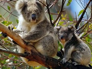 Baby Einstein Collection - Baby Noah Animal