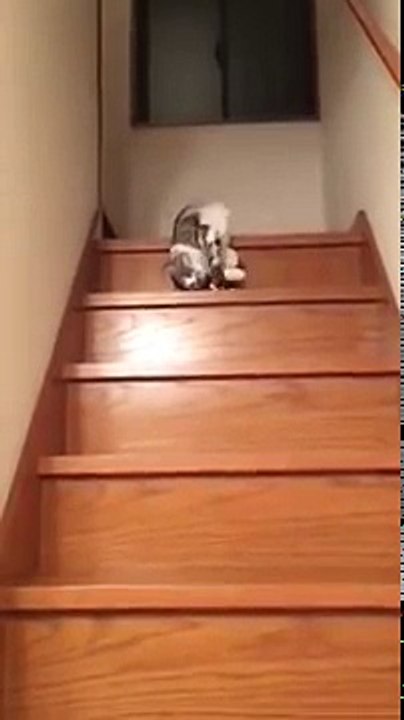 Crazy Cat Going Down Stairs