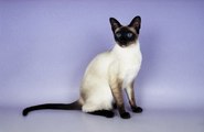 Top 10 Smallest Cat Breeds In The World