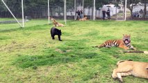 Funny Animals Compilation - cute baby animals - Tiger,lion