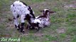 Happy goats in farm animals - Funniest animal video for kids -dfgrt