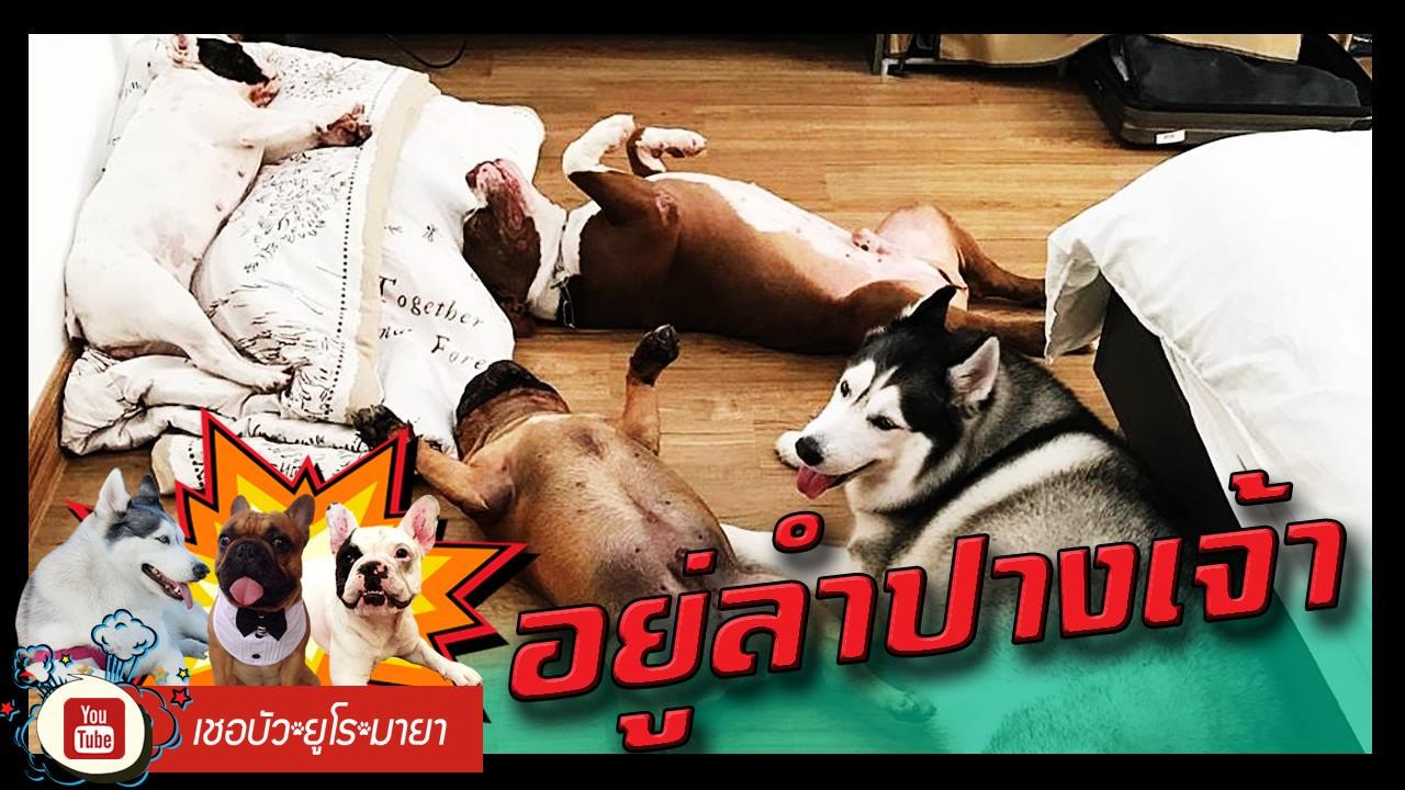เชอบัว ยูโร มายา ตอนที่ 121  อยู่ลำปางเจ้า 