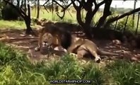 Dangerous Animal Communication Kevin Richardson Lion Nature/Wildlife Documentary