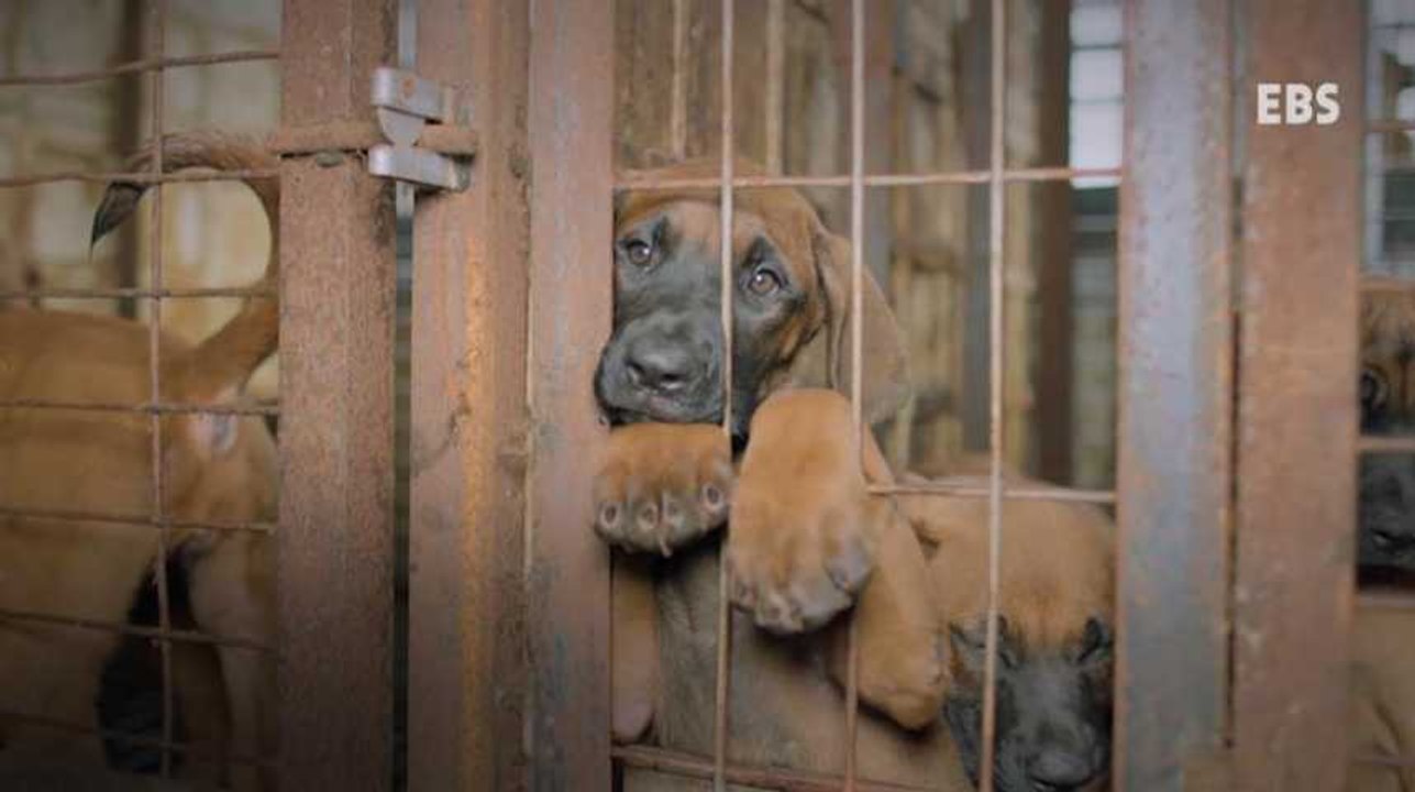 Le HuffPost Corée publie une vidéo pour dénoncer le traitement des chiens destinés à être mangés