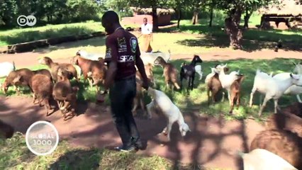 Video herunterladen: Mehr Tierärzte für Malawi | Global 3000