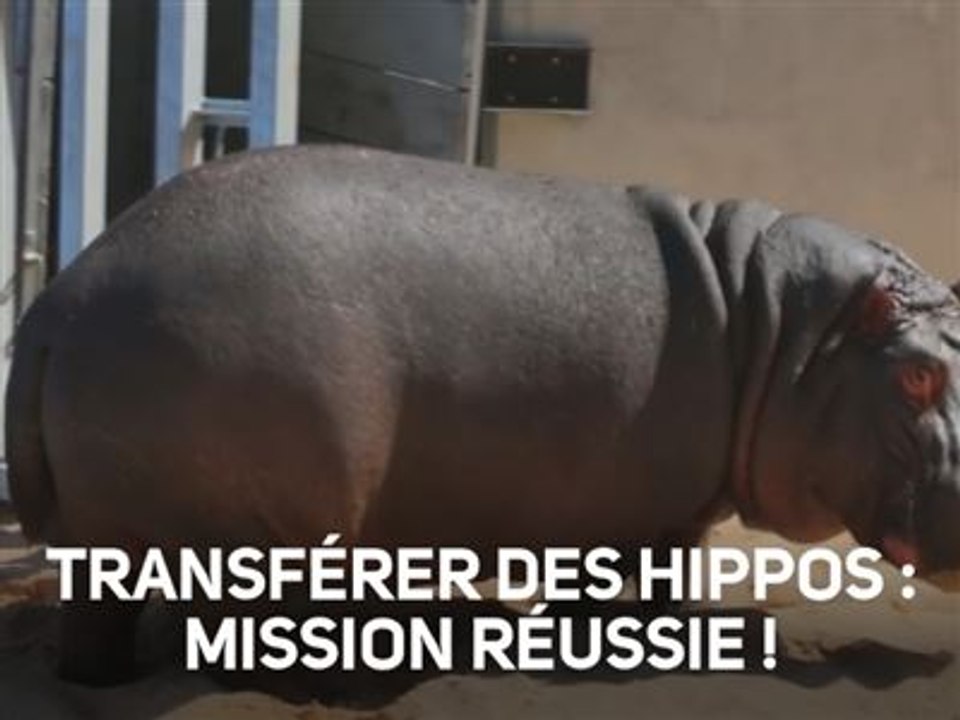Déplacer des hippos ? Une opération périlleuse