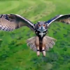 baykuşun uçuşu yakın çekim