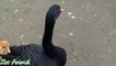 Rea Goose Pigeon Swan in farm animals - Farm Animals vi