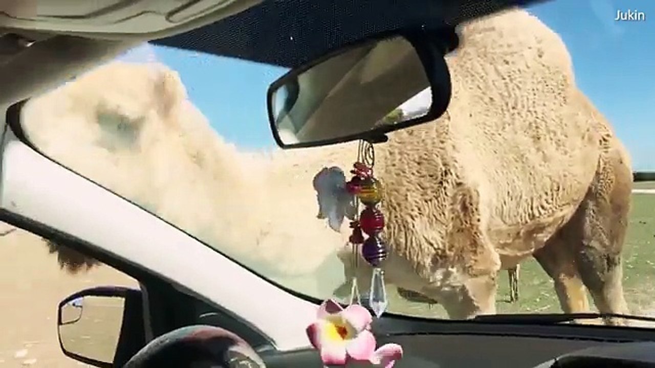 Safari park visitors scream as camel steals their lunch  _2017