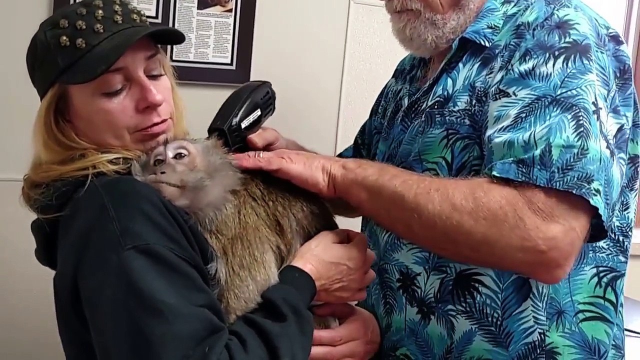 Ce singe kiffe son massage de ouf !!