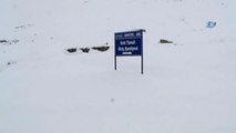 Rize-Erzurum Karayolu Ovit Geçidi Kar Nedeniyle Ulaşıma Kapandı