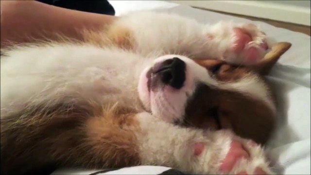 T'as déjà vu un truc aussi mignon... Oh le toutou