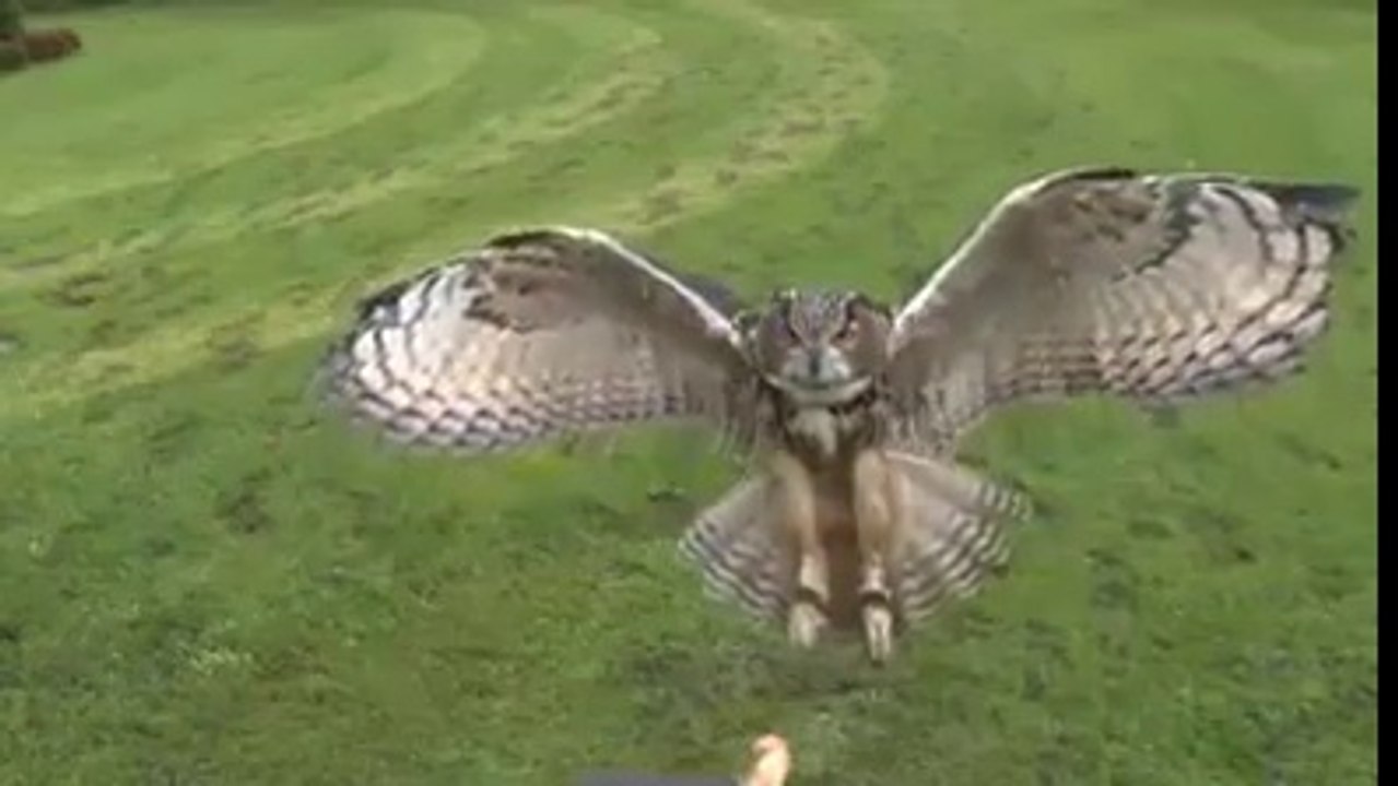 Baykuşun uçuş anının ağır çekimde kameralara yansıması