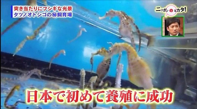 たけしのニッポンのミカタ！ 161209