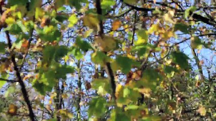 Timelapse : Zeitraffer - Pinneberg, Pinnau und Funkturmsee 2013 /Full Film/Complete Movie/Ganzer Film