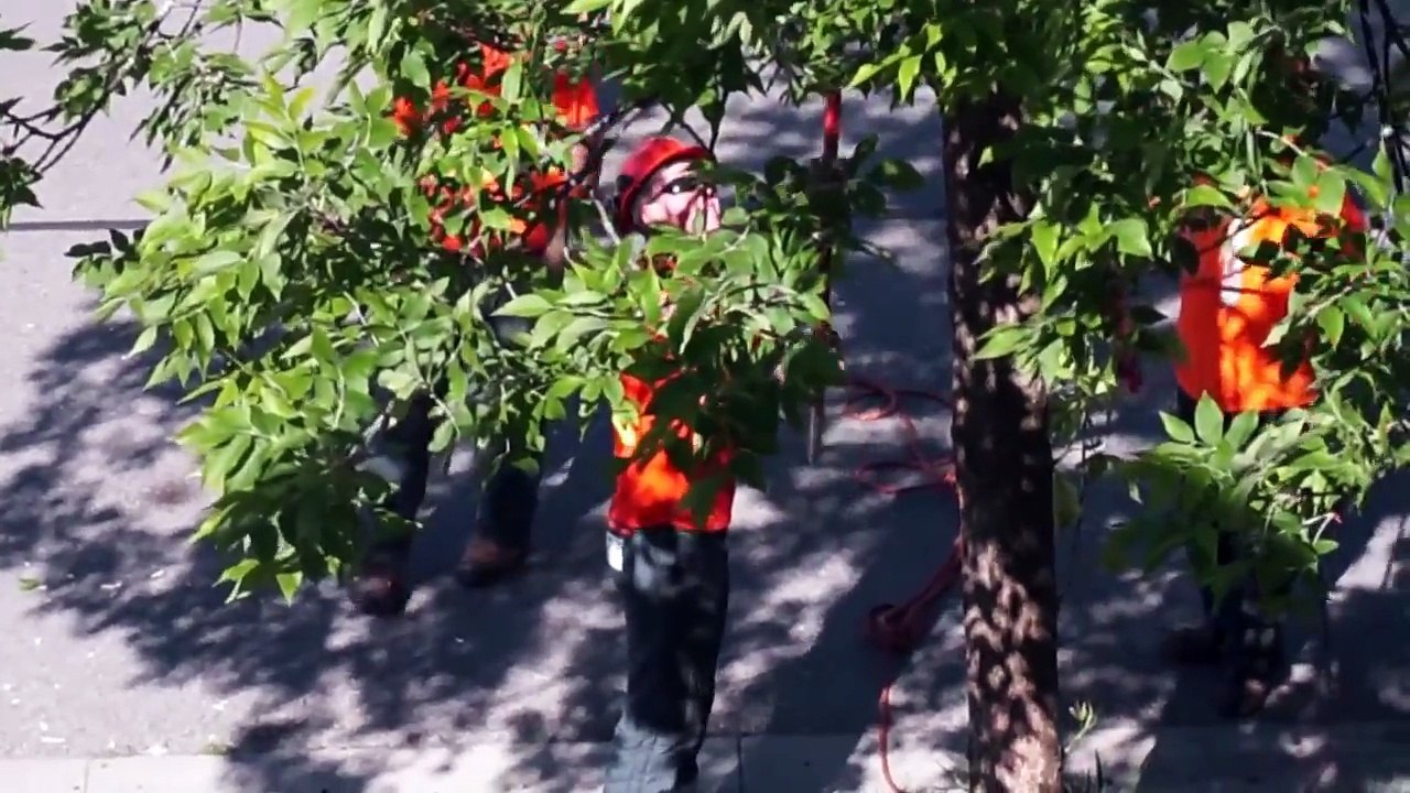 Ash Tree Beetle Infestation