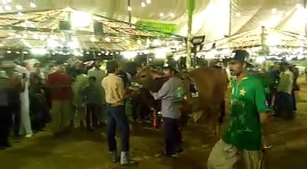 Afridi Cattle Farm 2016 in Karachi Sohrab Goth Mandi