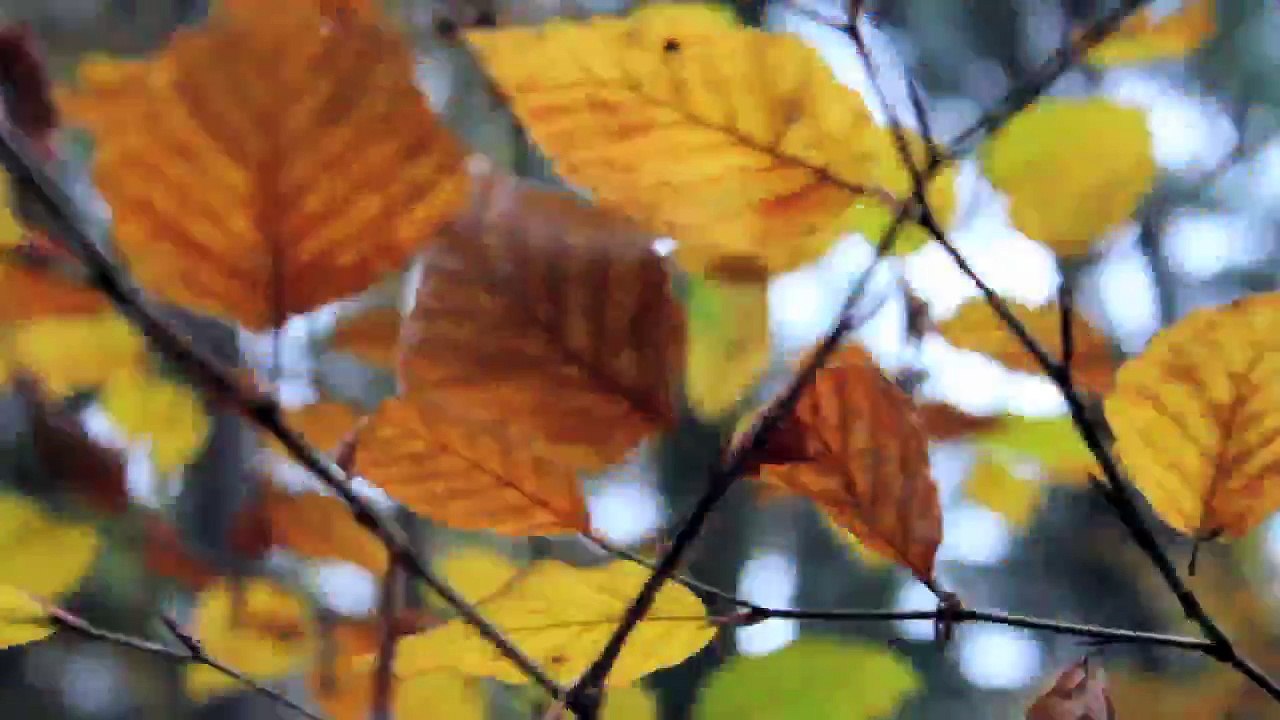 Timelapse : Zeitraffer - Kreis Pinneberg Klövensteen November 2013 /Full Film/Complete Movie/Ganzer Film