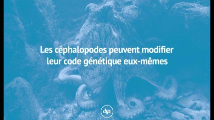 Les céphalopodes peuvent modifier leur code génétique eux-mêmes