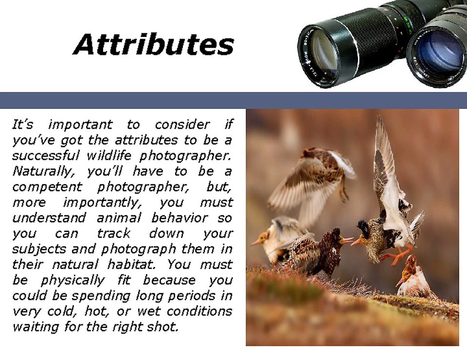 Tony Henrik Halttunen Requirements for Wildlife Photographer Career