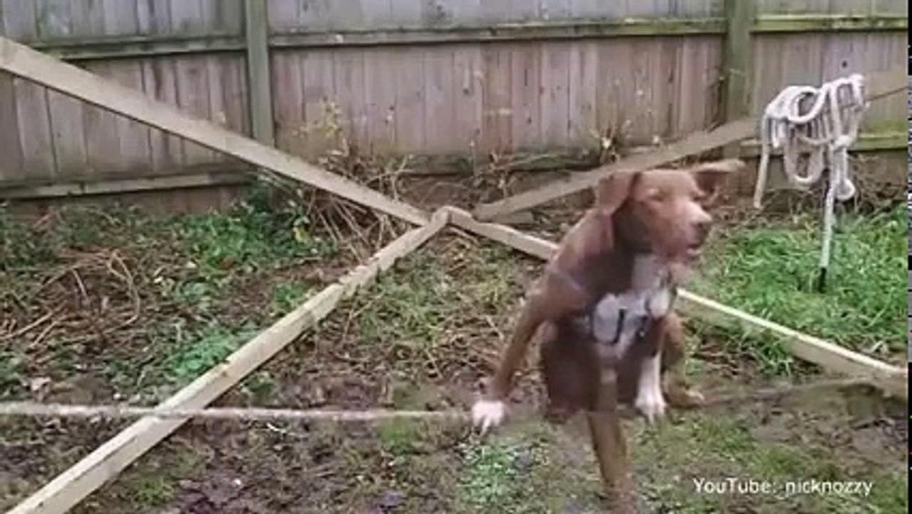 Cão no slackline!!.