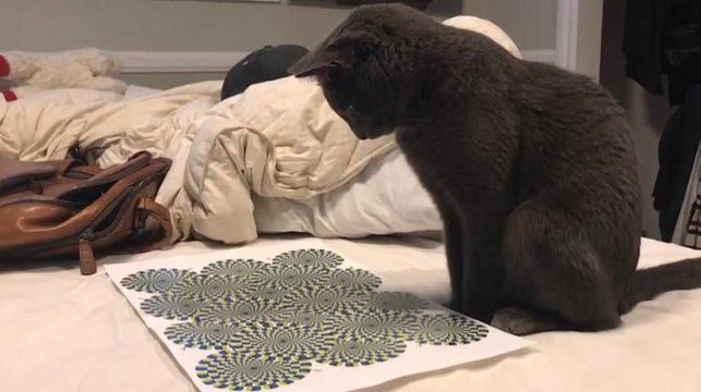 Ce chat devient complètement dingue devant une illusion d'optique