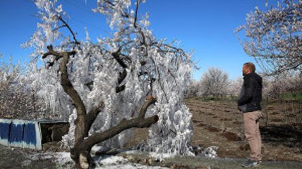 Fıkra Gibi "Zirai Don" Tedbiri