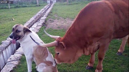 Une vache fait un massage à un chien... On aura tout vu !