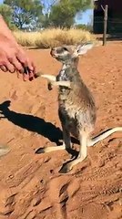 Bebek Kangurunun Muhteşem Sevgisi