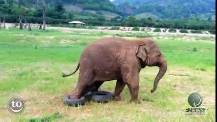 Beceriksiz Yavru Filler