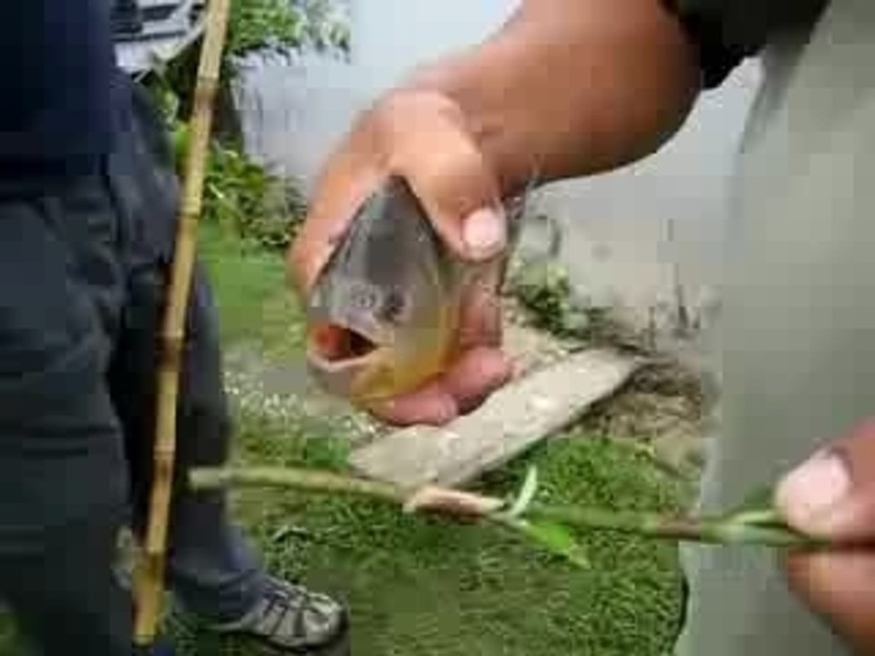 Piranha attack