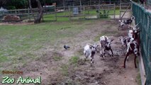 Happy goats in farnniest anima