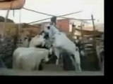 funny videos 20ny Bakra Animals Video - Punjabi Dubbing Video 2017