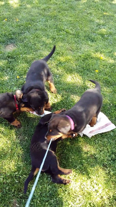 Séance débourrage femelles beauceronnes 6sem 1/2