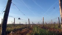 VITICULTURE Des hélicoptères contre le gel