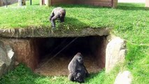 Gorilla youngster rolls down slope in Twycross zoo