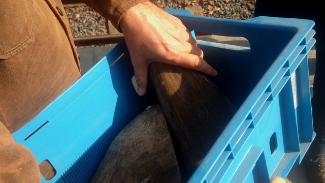 Pairi Daiza brûle les cornes de ses rhinocéros