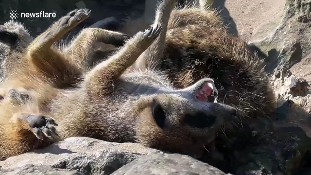 Meerkats sunbathing during British heatwave