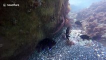 Octopus attacks moray eel