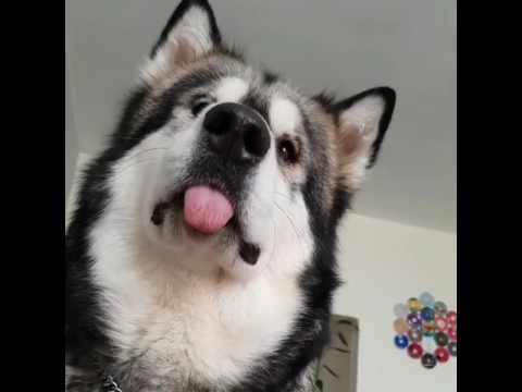 Curious Alaskan Malamute Wants What You're Having