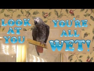 Confident Parrot Says "Look at You! You're All Wet" After Shower