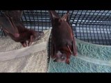 Pregnant Flying Foxes Look Ready to Burst