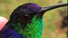 Ce photographe nous montre des colibris de toutes les couleurs. C’est magique !