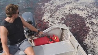 Surfers Navigate Bloom of Red Jellyfish Off West Australian Coast