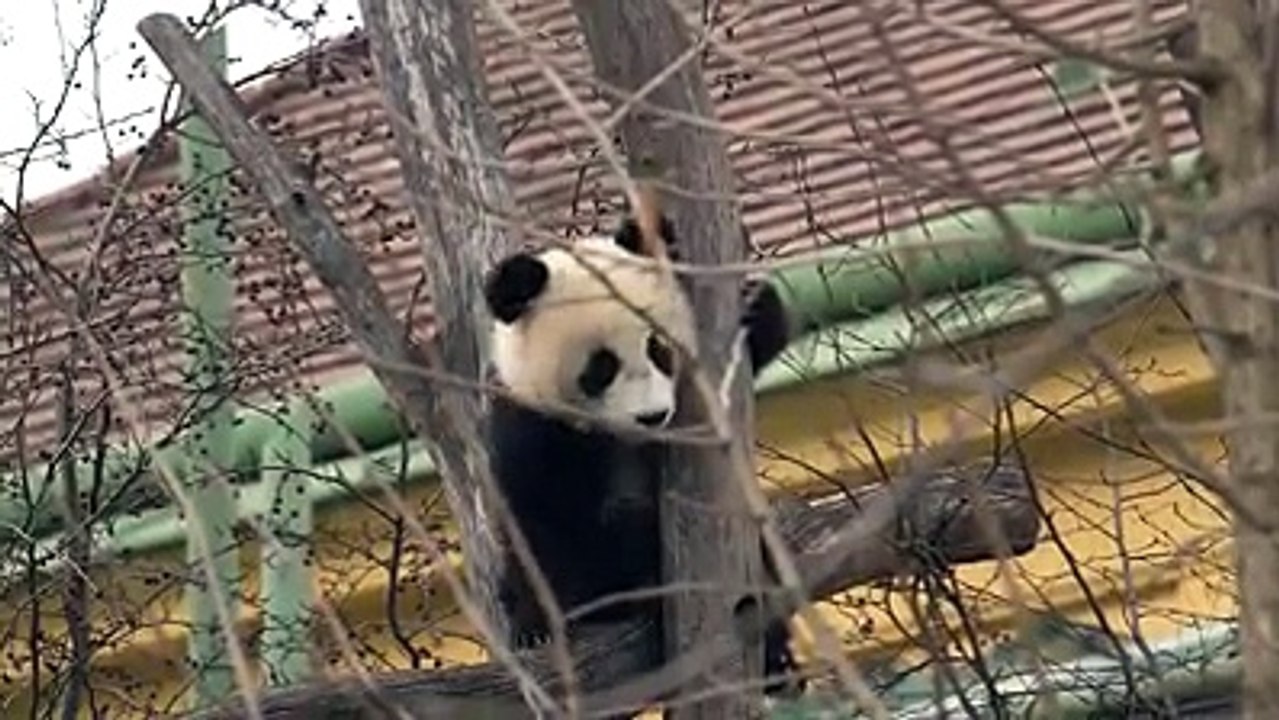 The Vienna twin cubs - Outdoors for the first... - The Great Panda Conspiracy