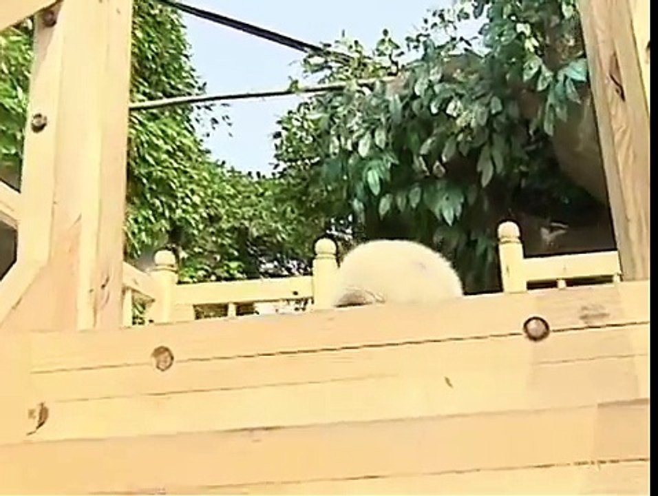 Cute pandas playing on the slide
