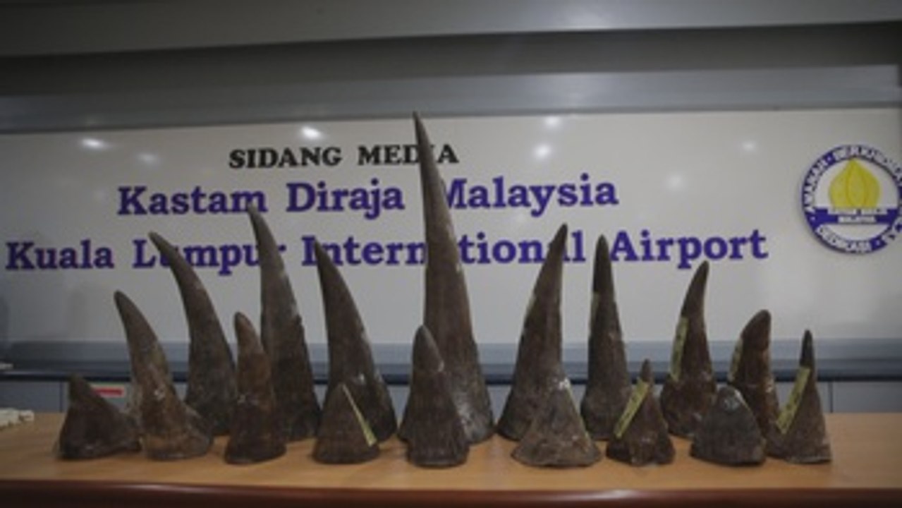 Malasia se incauta de 18 cuernos de rinoceronte procedentes de Mozambique