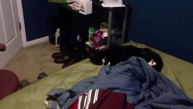 Son chat n'a pas le droit de dormir sur le lit, il le réveille avec un pétard