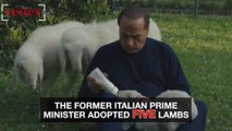 The Former Italian Prime Minister Adopts Five Lambs and Sparked a Controversy