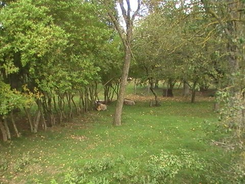 il est possible que je (Anaïs Nin - bentoche)